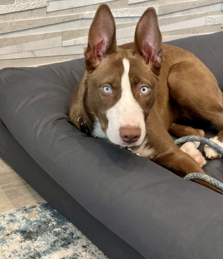 Sabine, a Siberian Husky and American Pit Bull Terrier mix tested with EmbarkVet.com