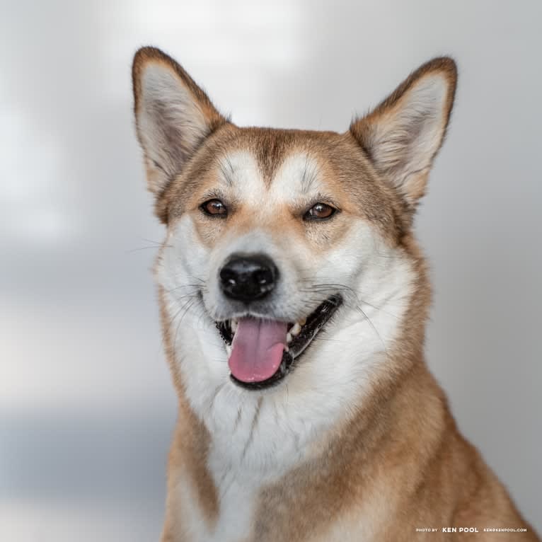 Oscar, a Japanese or Korean Village Dog tested with EmbarkVet.com