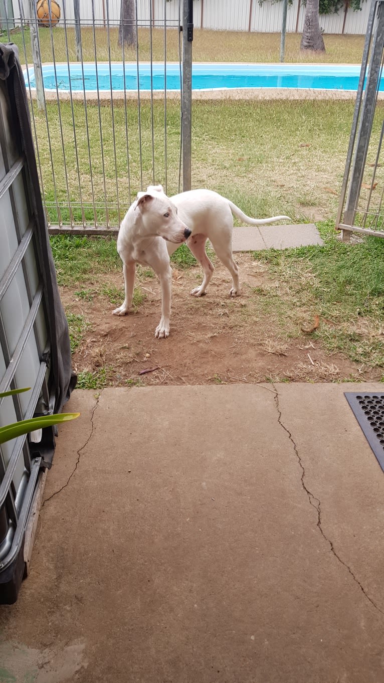 Zeus, an American Pit Bull Terrier and Australian Cattle Dog mix tested with EmbarkVet.com