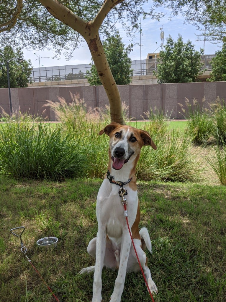 Kenobi, a West African Village Dog tested with EmbarkVet.com