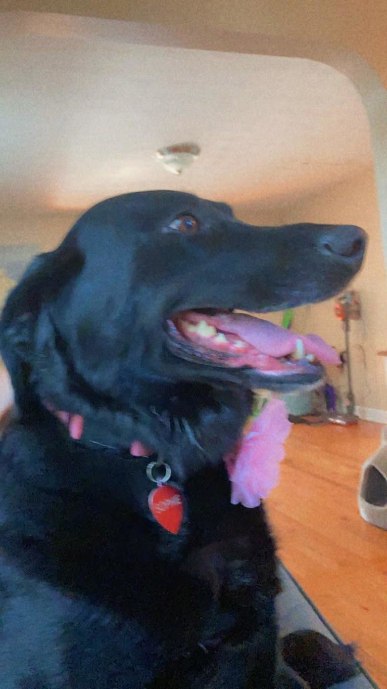 Sophie, a Labrador Retriever and Border Collie mix tested with EmbarkVet.com