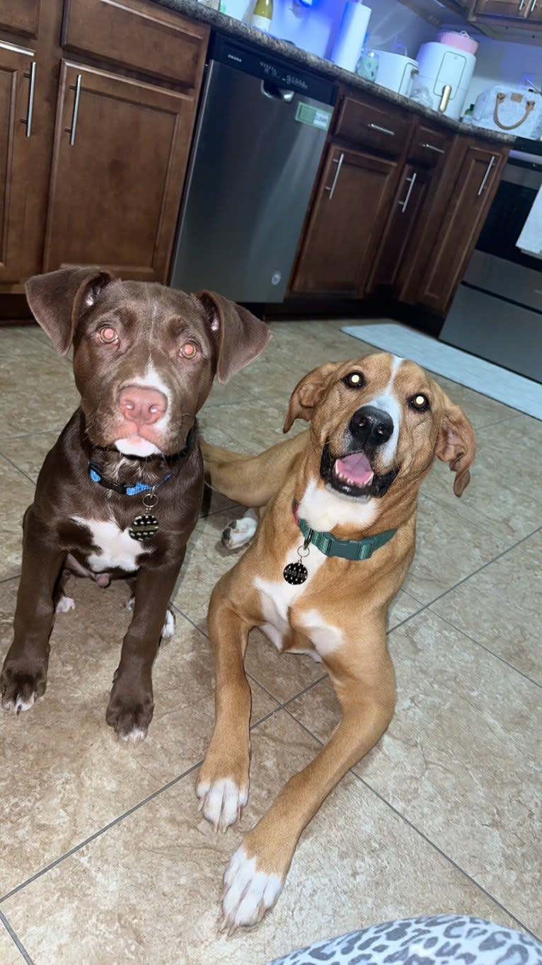 Finley, an American Pit Bull Terrier and Siberian Husky mix tested with EmbarkVet.com