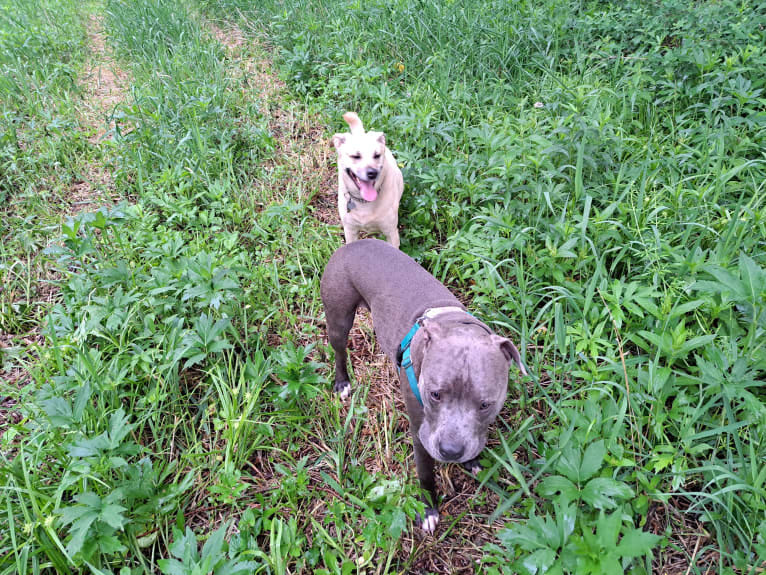 Killua, an American Bully tested with EmbarkVet.com