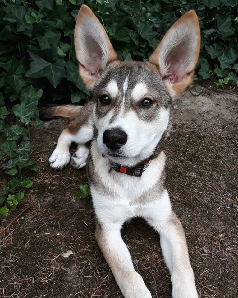 Theo, a Siberian Husky and German Shepherd Dog mix tested with EmbarkVet.com