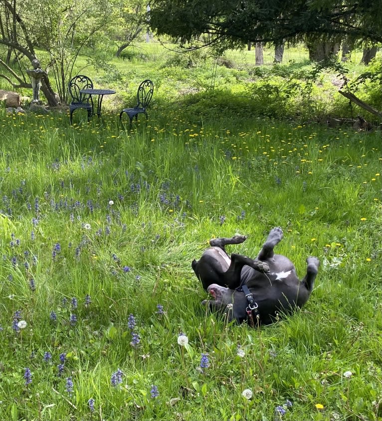 Nora, a Cane Corso tested with EmbarkVet.com