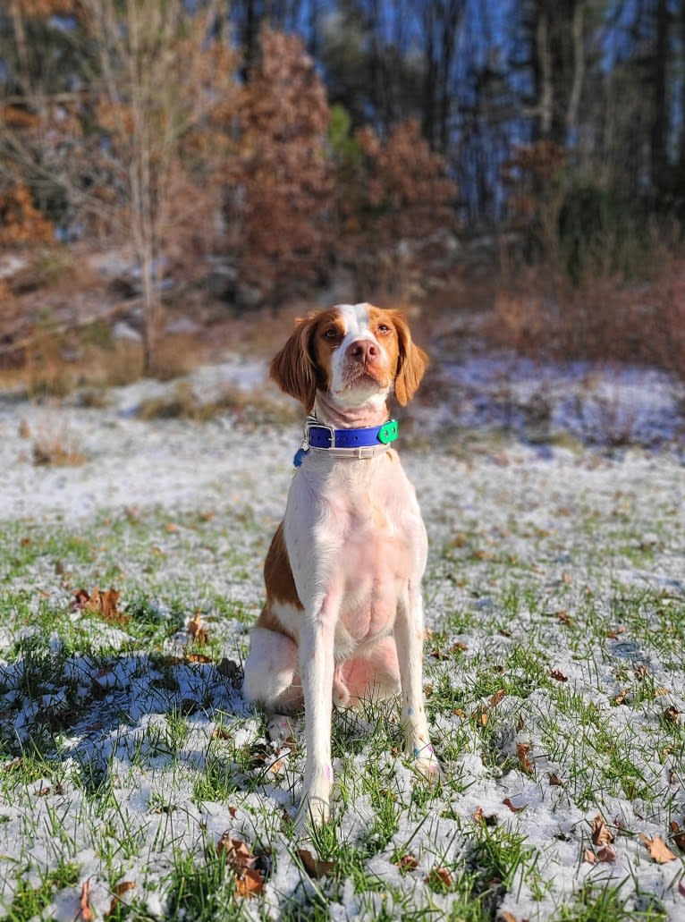 Oliver, a Brittany tested with EmbarkVet.com