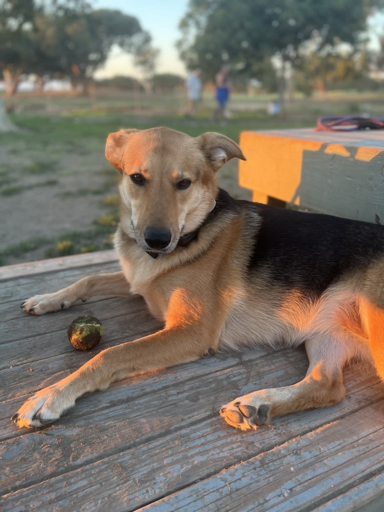 Shainee, a German Shepherd Dog and Australian Cattle Dog mix tested with EmbarkVet.com