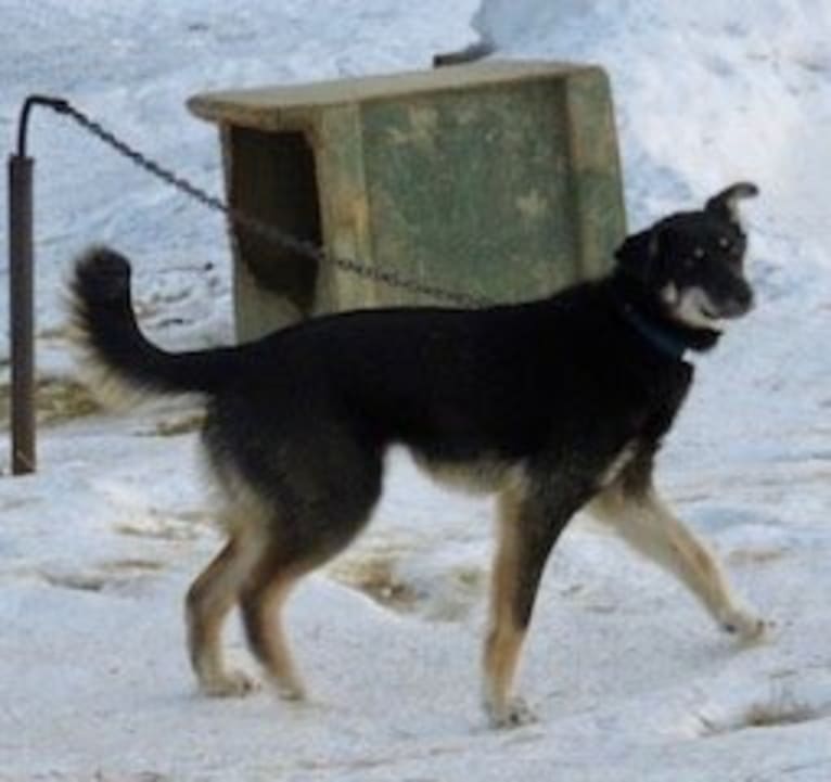 Raspberry, an Alaskan-type Husky tested with EmbarkVet.com