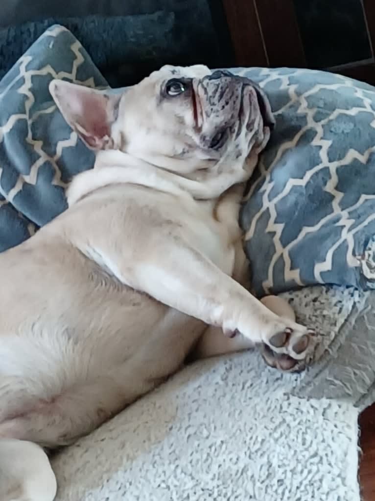 Stella Bean, or Butter Bean, a French Bulldog tested with EmbarkVet.com