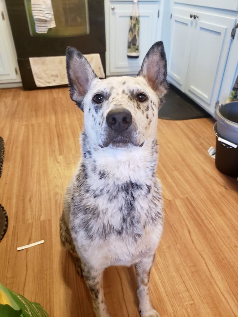 Bowie, an Australian Cattle Dog and Border Collie mix tested with EmbarkVet.com