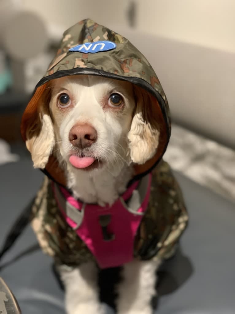 Emily, a Chihuahua and Cocker Spaniel mix tested with EmbarkVet.com