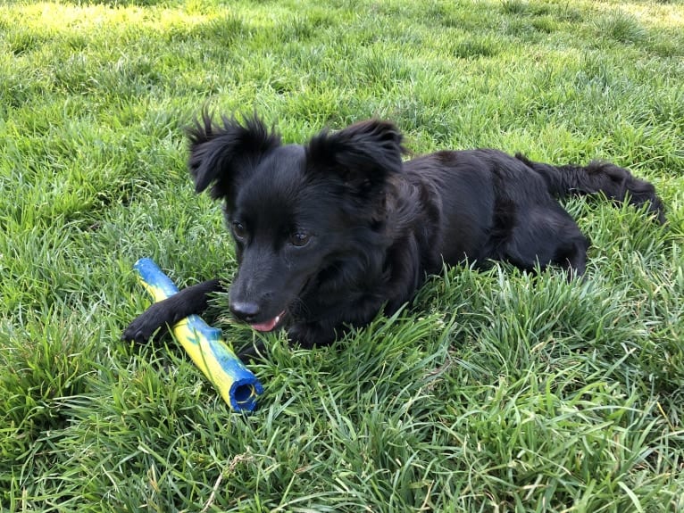 Jasper, a Poodle (Small) and Chihuahua mix tested with EmbarkVet.com