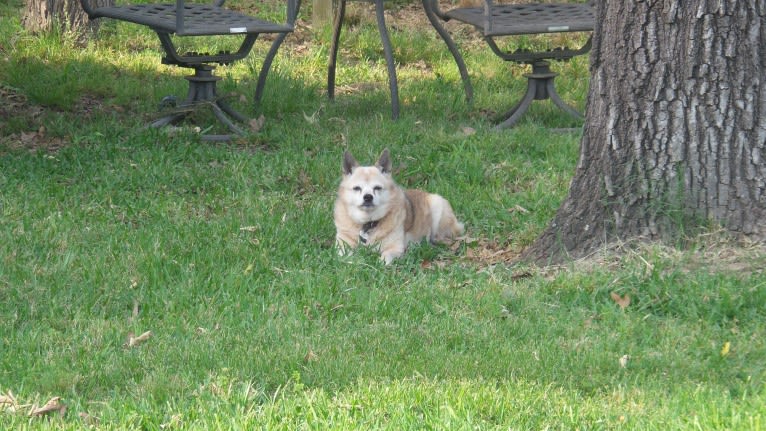 Lassie, a Pomeranian and Rat Terrier mix tested with EmbarkVet.com