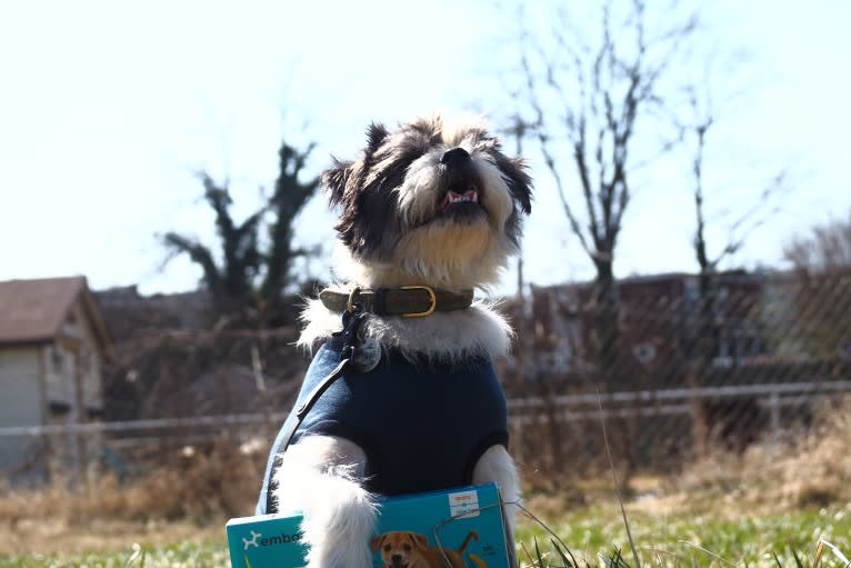 Lukas, a Shih Tzu and Chihuahua mix tested with EmbarkVet.com