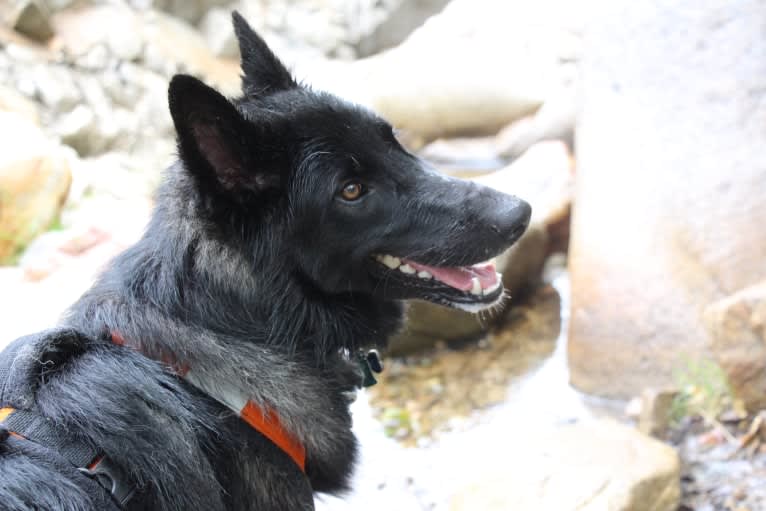 Ame, a Belgian Sheepdog and German Shepherd Dog mix tested with EmbarkVet.com