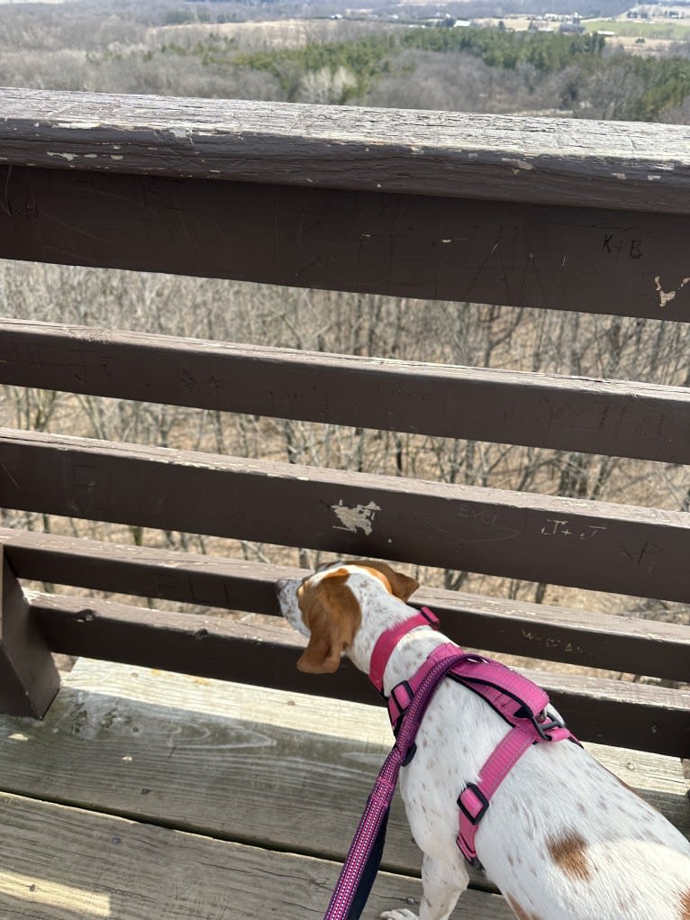 Texie, a Pointer and Llewellin Setter mix tested with EmbarkVet.com