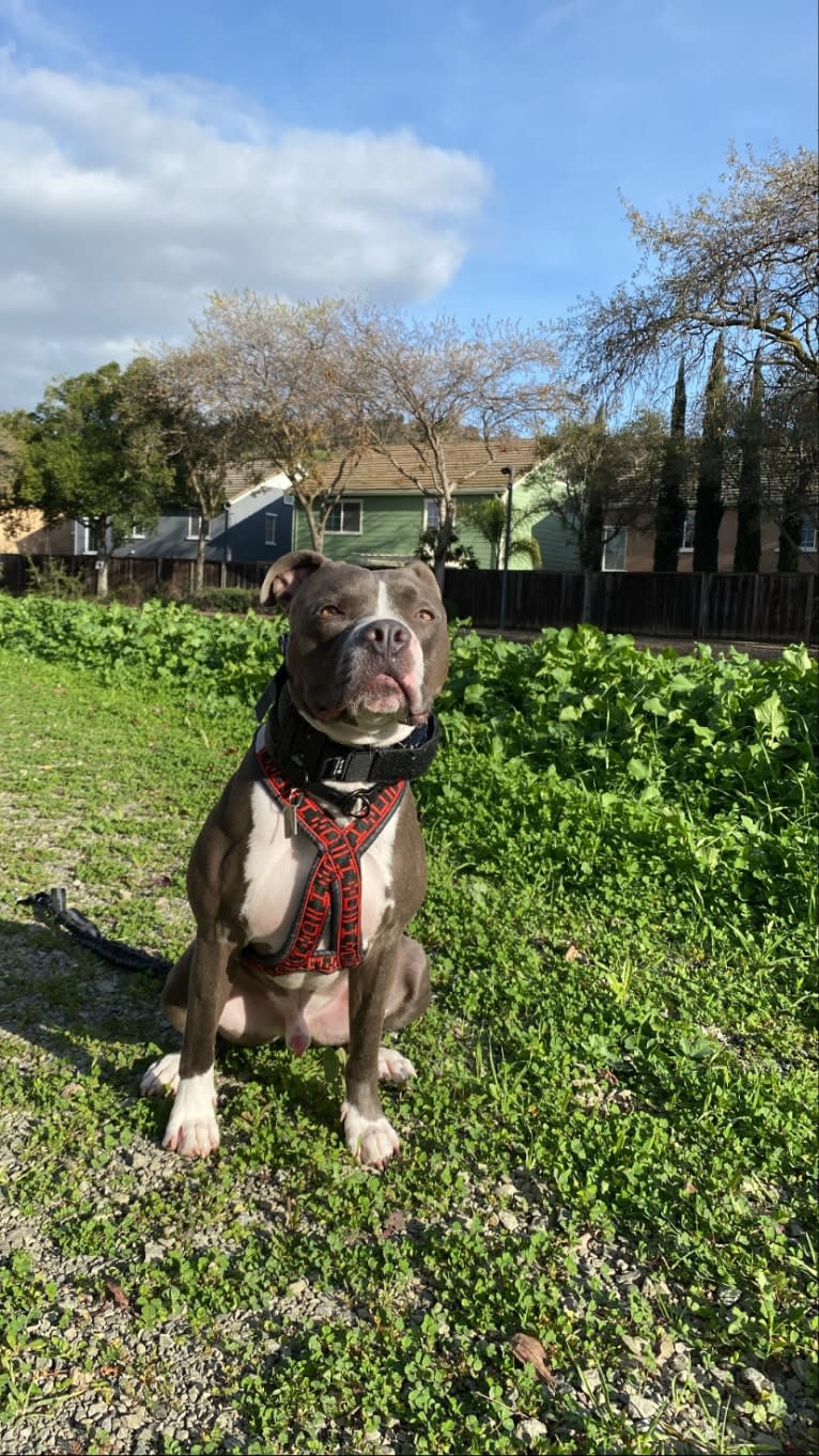 MaSiWei, an American Bully tested with EmbarkVet.com