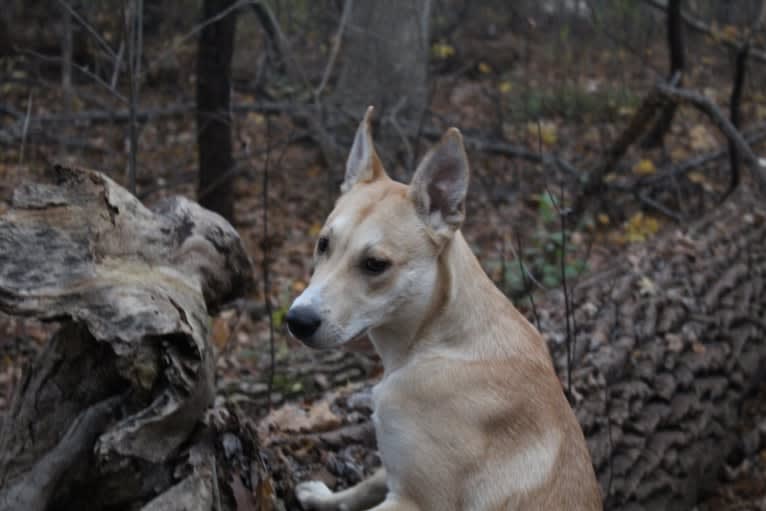 Loomy, a Carolina Dog tested with EmbarkVet.com