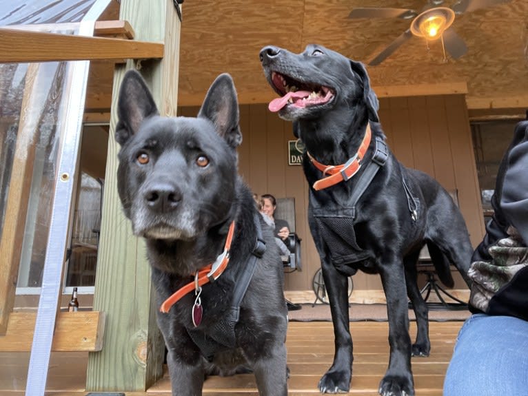 Amos, a Norwegian Elkhound and American Pit Bull Terrier mix tested with EmbarkVet.com