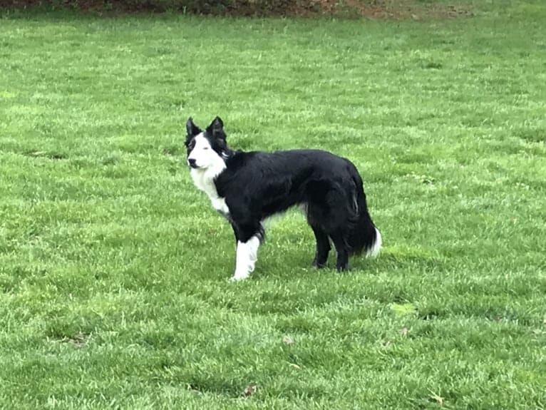 Ripper, a Border Collie tested with EmbarkVet.com