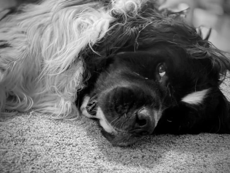 Huey, a Newfoundland tested with EmbarkVet.com