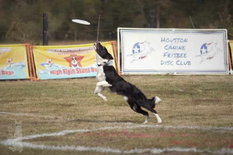 Shine On’s A Great Deal of Bravery “Neville”, a Border Collie tested with EmbarkVet.com