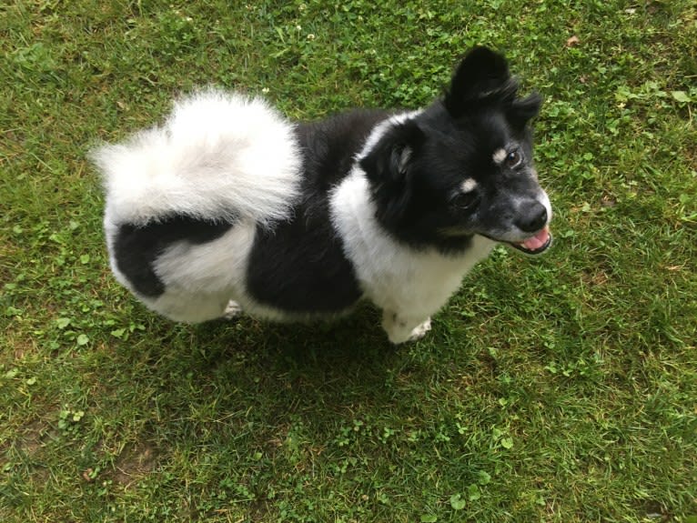 Piper, an American Eskimo Dog and Pomeranian mix tested with EmbarkVet.com