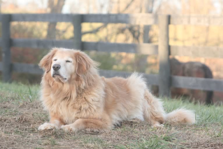 Jake, a Golden Retriever and Cocker Spaniel mix tested with EmbarkVet.com