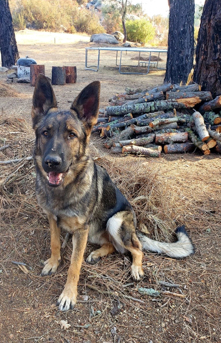 Stella, a German Shepherd Dog tested with EmbarkVet.com