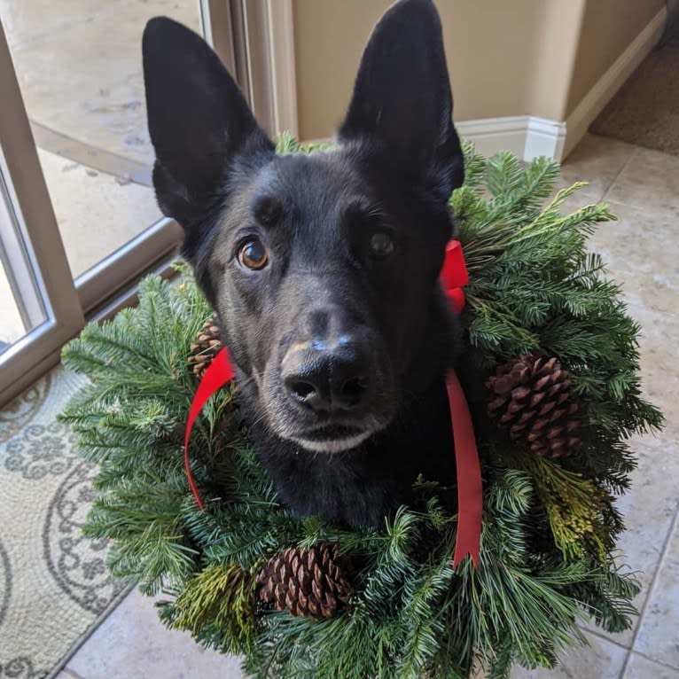 Argo Von Reichenberg, a German Shepherd Dog tested with EmbarkVet.com