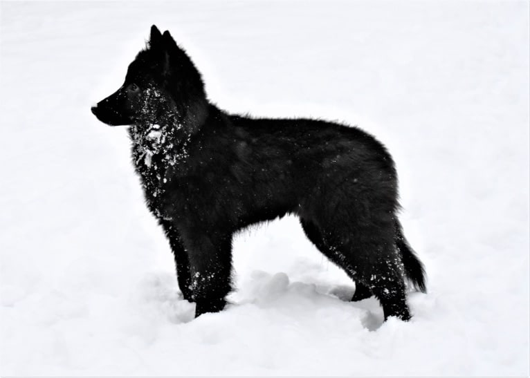 Vivi, a Belgian Shepherd tested with EmbarkVet.com