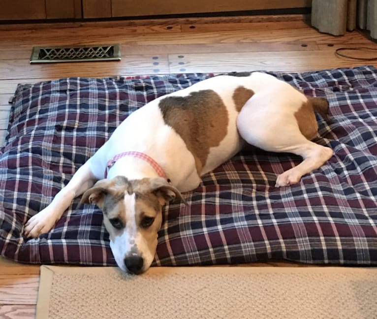 Georgia, a Staffordshire Terrier and Labrador Retriever mix tested with EmbarkVet.com