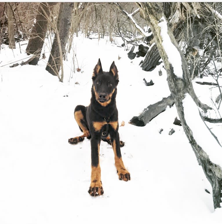 Ragar, a Beauceron tested with EmbarkVet.com