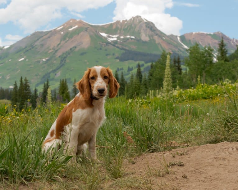 Minnow, a Welsh Springer Spaniel tested with EmbarkVet.com