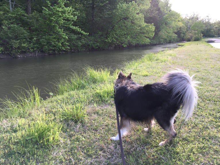 Yowie, an American Eskimo Dog and Chihuahua mix tested with EmbarkVet.com