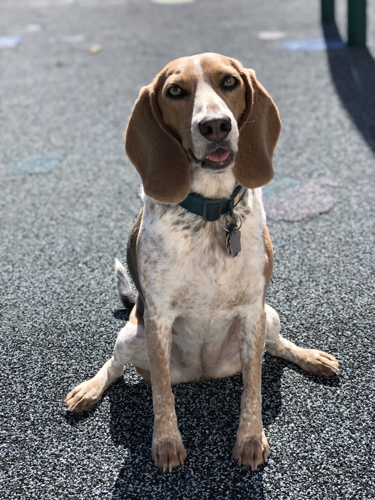 Trixie, a Beagle tested with EmbarkVet.com