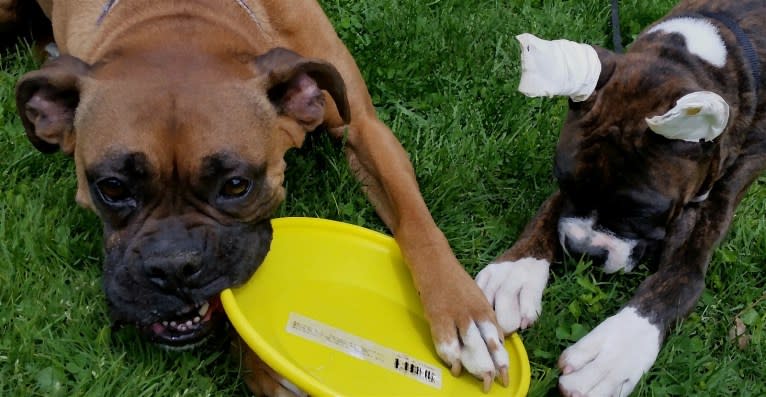 Bodie, a Boxer tested with EmbarkVet.com