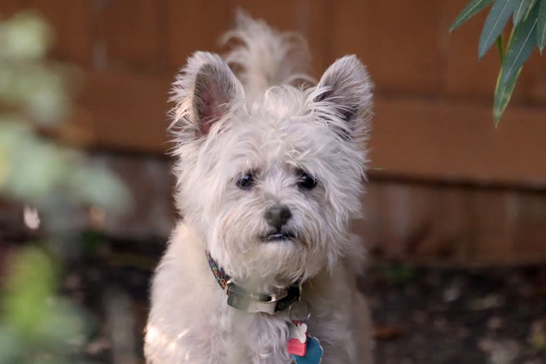 Whiskey, a Poodle (Small) and Siberian Husky mix tested with EmbarkVet.com