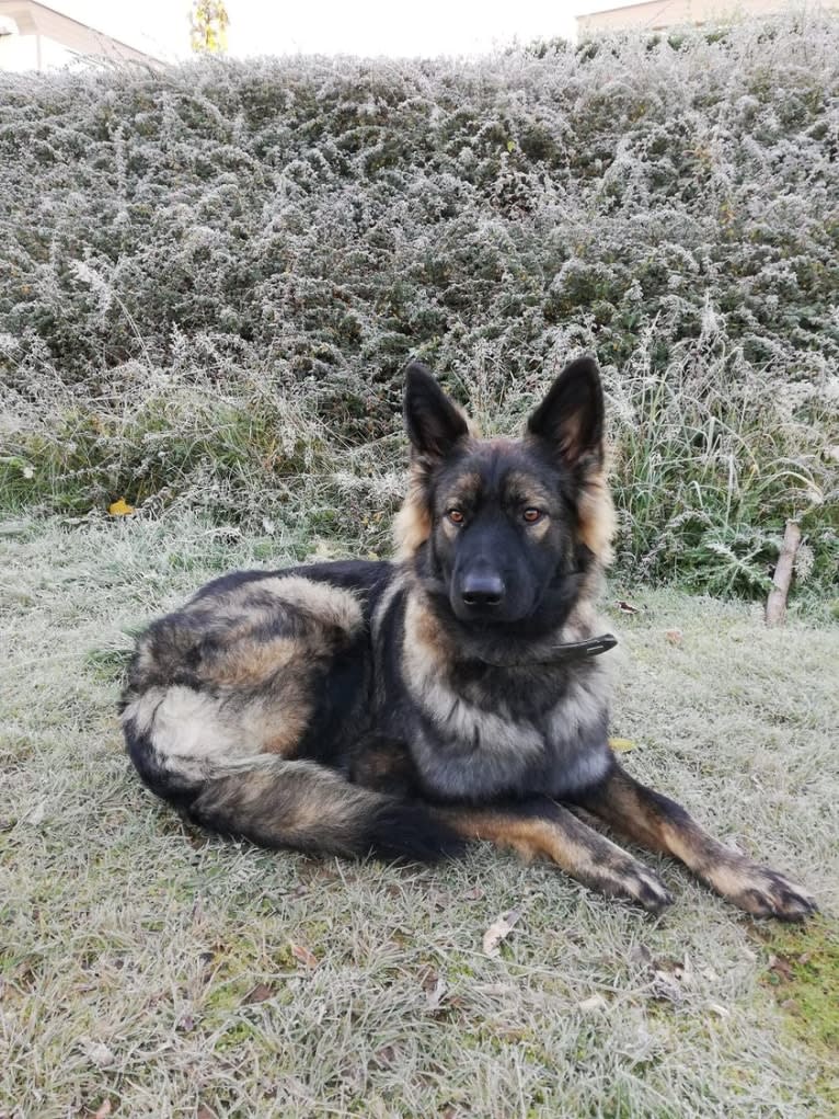 Unai-Oscar van Dorpzicht, a German Shepherd Dog tested with EmbarkVet.com