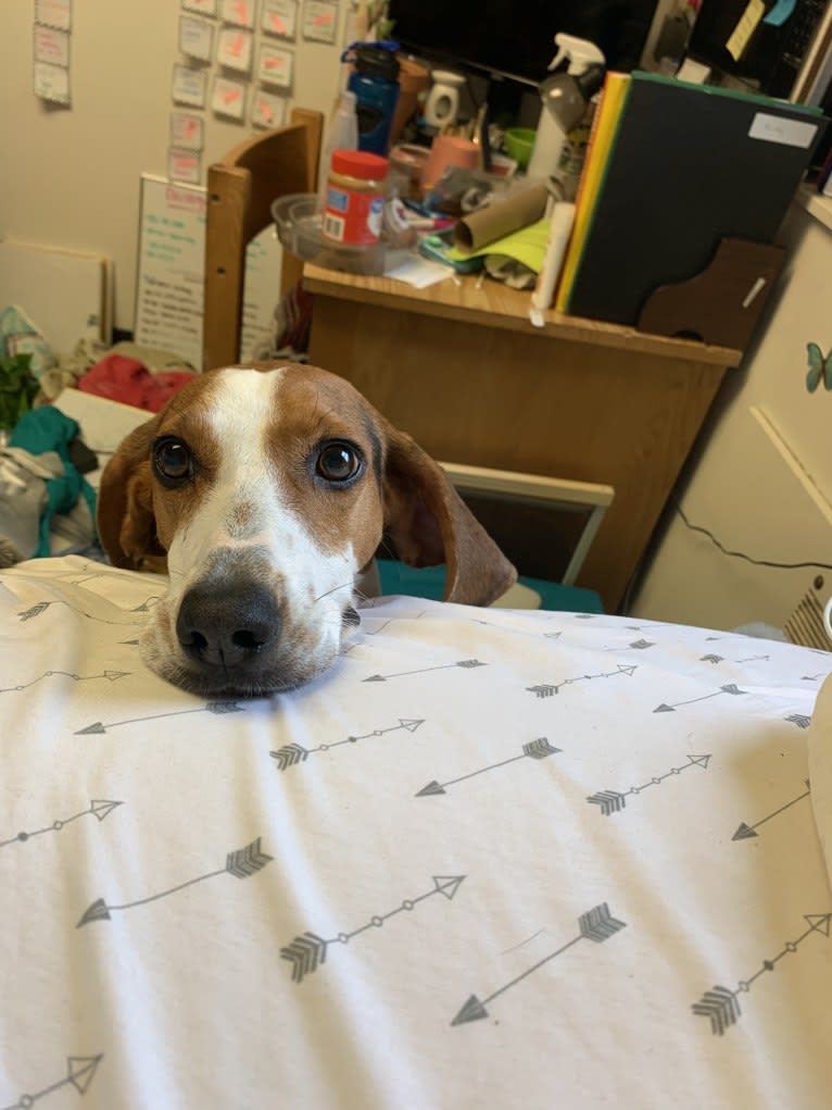 Roxy, a Treeing Walker Coonhound tested with EmbarkVet.com