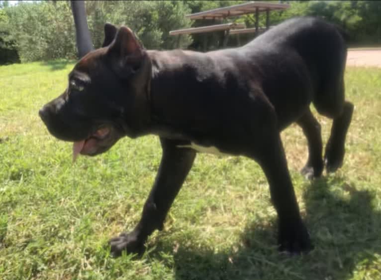 Z-Man, a Cane Corso tested with EmbarkVet.com