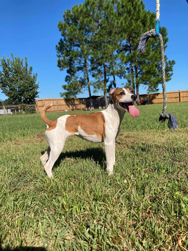 Scoot, a Russell-type Terrier tested with EmbarkVet.com