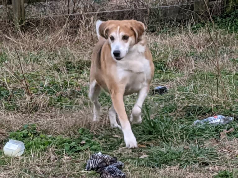 Brie, an American Foxhound tested with EmbarkVet.com