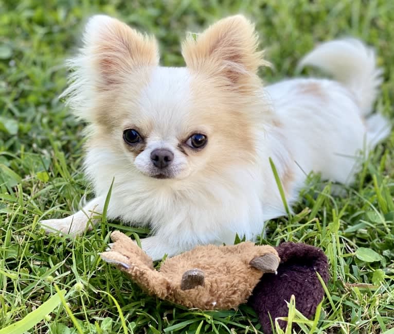 Bennett, a Chihuahua tested with EmbarkVet.com