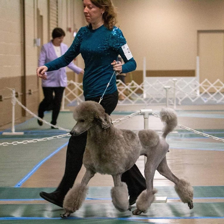 UCH Desert Reef's Rewrite the Stars CGCA CGCU TKI "Arwen", a Poodle (Standard) tested with EmbarkVet.com