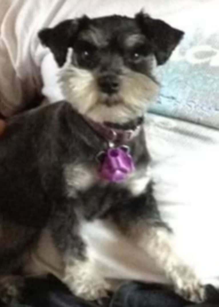 Minnie, a Miniature Schnauzer tested with EmbarkVet.com