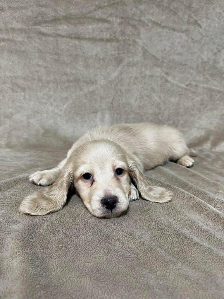 Amadeus, a Dachshund tested with EmbarkVet.com