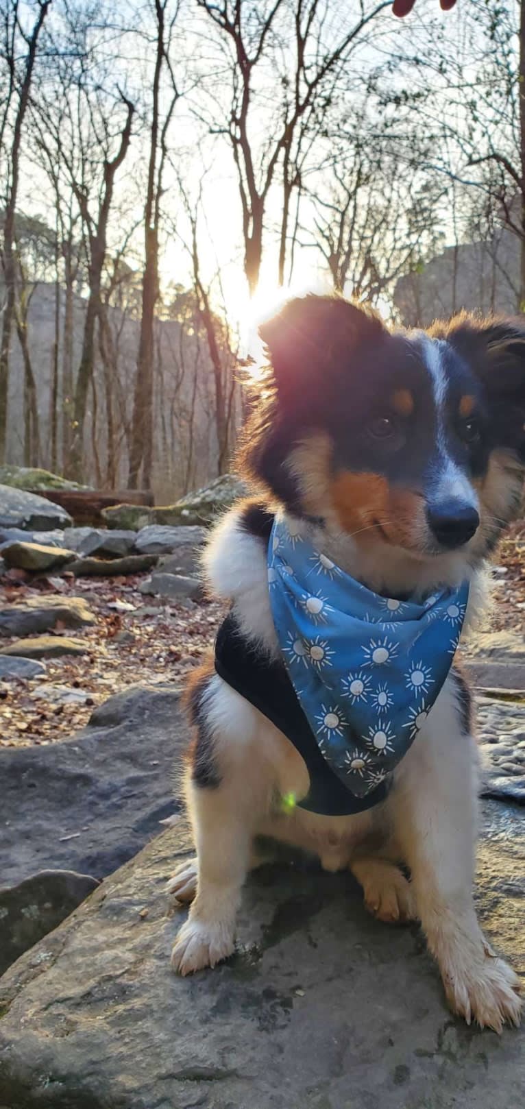 Oboe, an Australian Shepherd tested with EmbarkVet.com