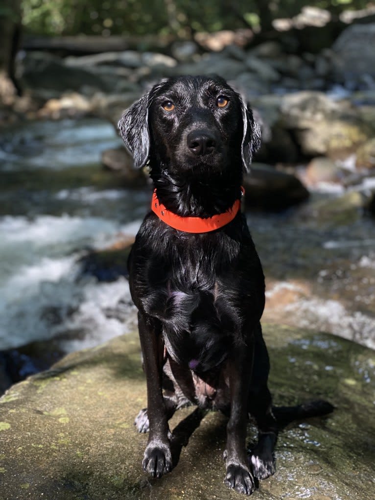 Curiosity Blue, a Labrador Retriever and Australian Shepherd mix tested with EmbarkVet.com