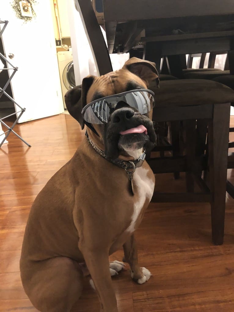 Zeus, a Boxer tested with EmbarkVet.com